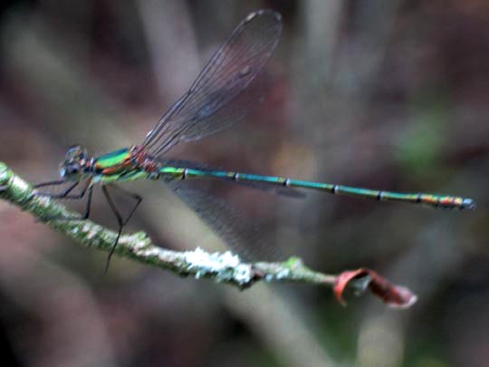 Weidenjungfer, Lestes viridis