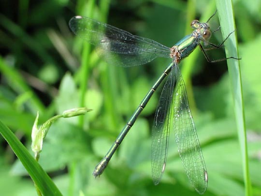 Weidenjungfer, Lestes viridis