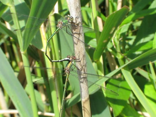 Weidenjungfer, Lestes viridis