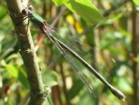Weidenjungfer, Lestes viridis