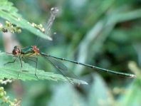 Weidenjungfer, Lestes viridis