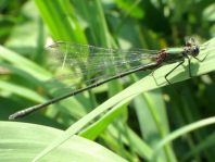 Weidenjungfer, Lestes viridis