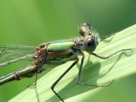 Weidenjungfer, Lestes viridis