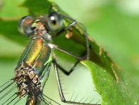 Weidenjungfer, Lestes viridis
