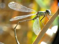 Weidenjungfer, Lestes viridis