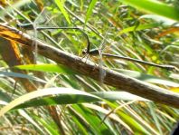 Weidenjungfer, Lestes viridis
