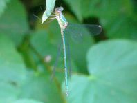 Weidenjungfer, Lestes viridis