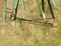 Weidenjungfer, Lestes viridis