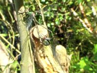 Weidenjungfer, Lestes viridis
