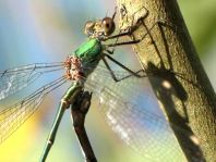 Weidenjungfer, Lestes viridis
