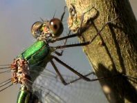Weidenjungfer, Lestes viridis