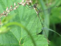 Weidenjungfer, Lestes viridis