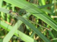 Weidenjungfer, Lestes viridis