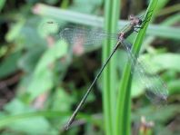 Weidenjungfer, Lestes viridis