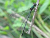 Weidenjungfer, Lestes viridis