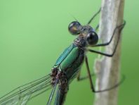 Weidenjungfer, Lestes viridis
