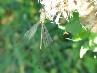 Weidenjungfer, Lestes viridis