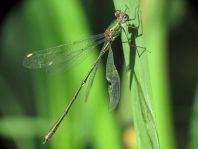 Weidenjungfer, Lestes viridis
