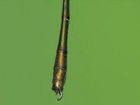 Weidenjungfer, Lestes viridis
