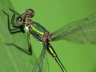 Weidenjungfer, Lestes viridis