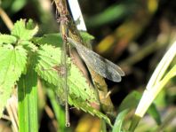 Weidenjungfer, Lestes viridis