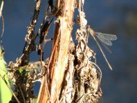 Weidenjungfer, Lestes viridis