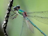 Weidenjungfer, Lestes viridis