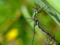 Weidenjungfer, Lestes viridis