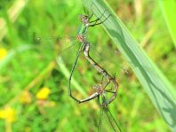 Weidenjungfer, Lestes viridis