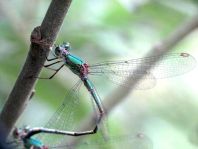 Weidenjungfer, Lestes viridis