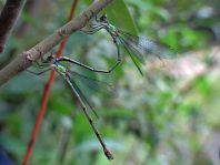 Weidenjungfer, Lestes viridis