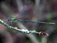 Weidenjungfer, Lestes viridis
