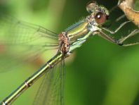 Weidenjungfer, Lestes viridis