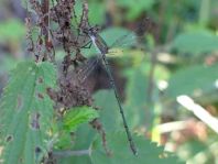Weidenjungfer, Lestes viridis