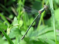 Weidenjungfer, Lestes viridis
