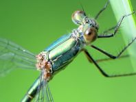 Weidenjungfer, Lestes viridis