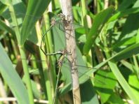 Weidenjungfer, Lestes viridis