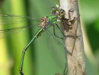 Weidenjungfer, Lestes viridis