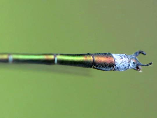 Lestes virens, Kleine Binsenjungfer