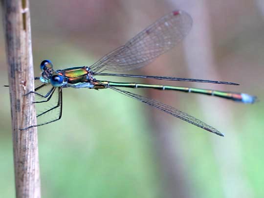 Lestes virens, Kleine Binsenjungfer