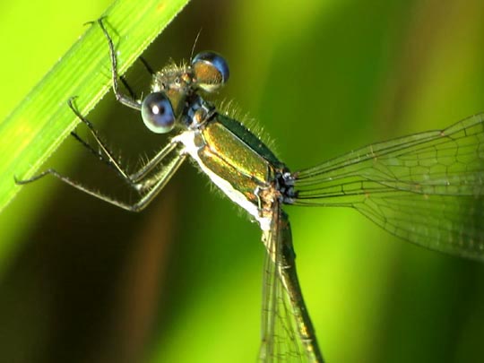 Lestes virens, Kleine Binsenjungfer