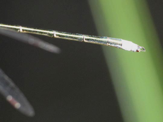 Lestes virens, Kleine Binsenjungfer
