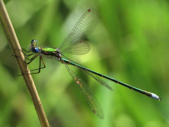 Lestes virens, Kleine Binsenjungfer