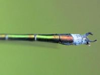 Kleine Binsenjungfer, Lestes virens