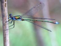 Kleine Binsenjungfer, Lestes virens