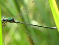 Kleine Binsenjungfer, Lestes virens