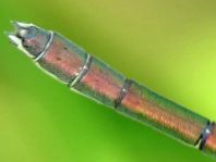 Kleine Binsenjungfer, Lestes virens