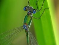 Kleine Binsenjungfer, Lestes virens