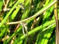 Kleine Binsenjungfer, Lestes virens