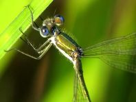 Kleine Binsenjungfer, Lestes virens
